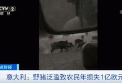 意大利野猪泛滥已超100万头 当地人很头疼