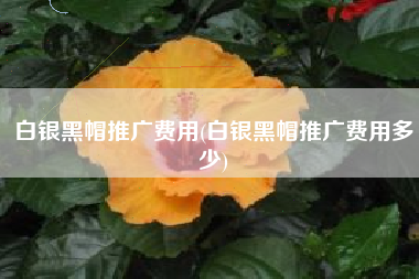 白银黑帽推广费用(白银黑帽推广费用多少)