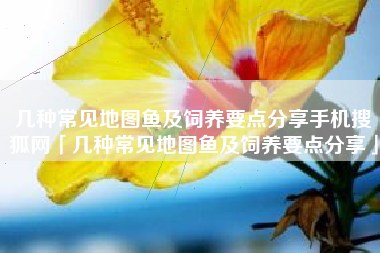 几种常见地图鱼及饲养要点分享手机搜狐网「几种常见地图鱼及饲养要点分享」