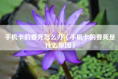 手机卡的要死怎么办（手机卡的要死是什么原因）